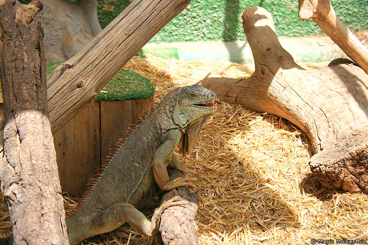 Cocodrilo Park, Drachenechse