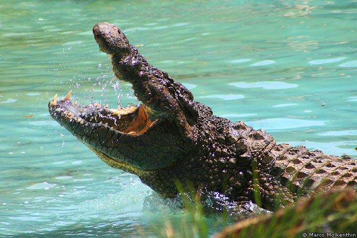 Cocodrilo Park, Krokodil