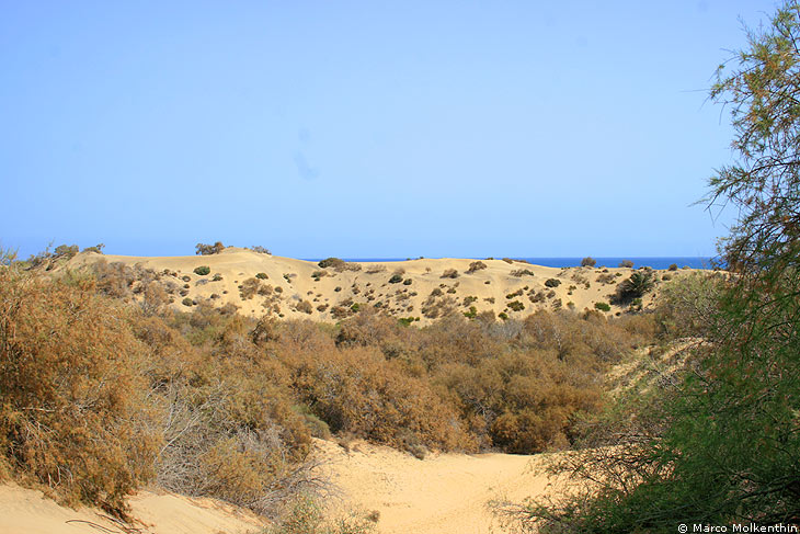 Dünen von Maspalomas