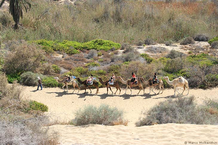 Kamelreiten in den Dünen von Maspalomas