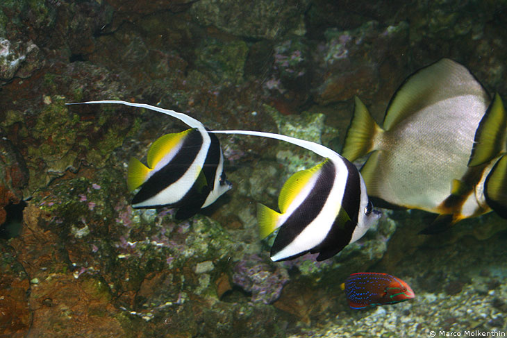 Palmitos Park, Aquarium